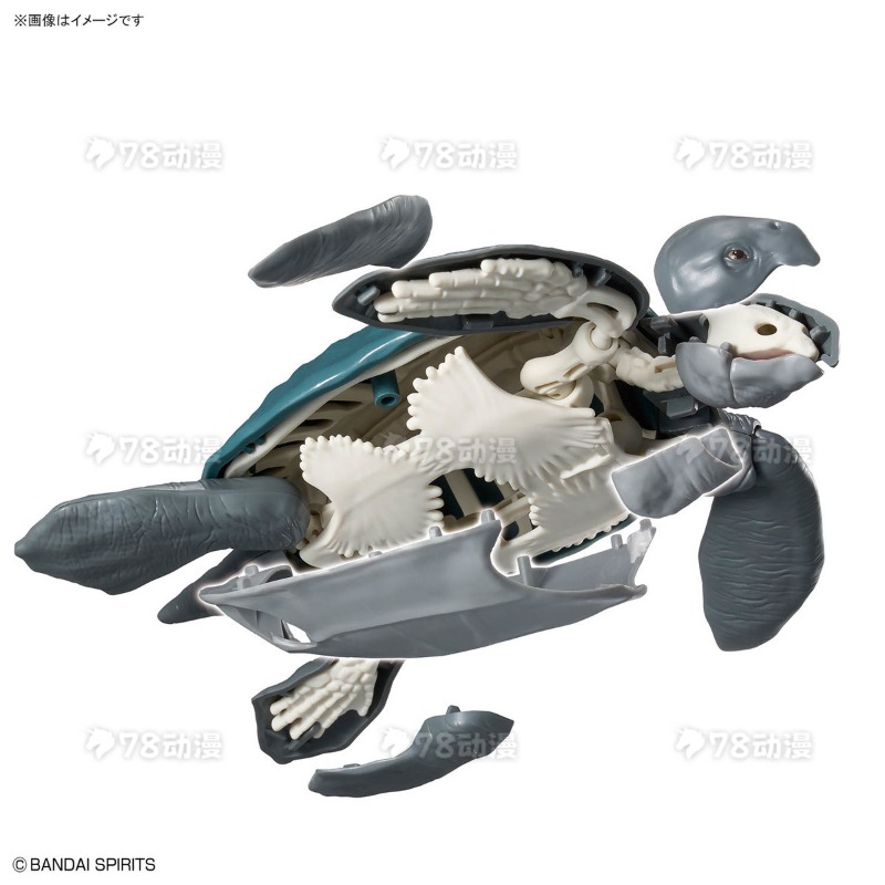 Bandai Genuine Model Kit Plann - Model Kit Dinosaur Bandai 评论和价格